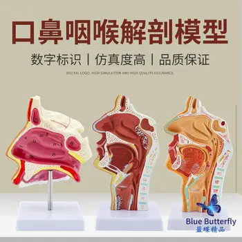 Az orrüreg anatómiai modellje, fül-orr-gégészeti modell, orrüreg modell, szájüreg és orrüreg szerkezeti modell, orvostudomány
