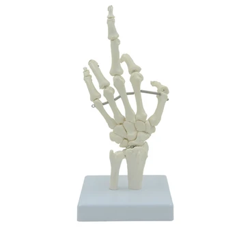 G5AA Emberi kéz csontváz modell Életnagyság anatómiai tanulmányhoz Rugalmas csuklók Ujjak